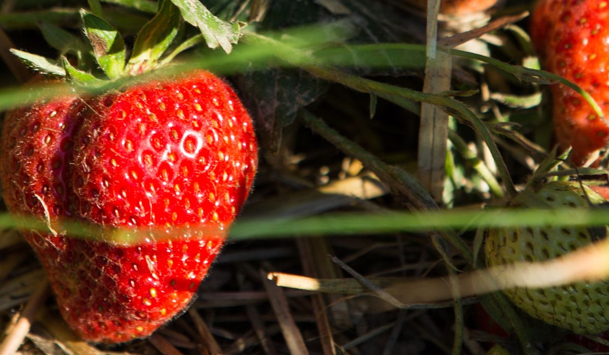 Erdbeeren vom Biohof Berner