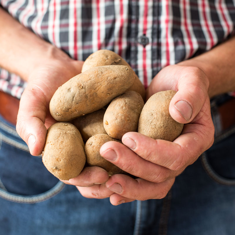 Biohof Berner: unsere Kartoffelsorten